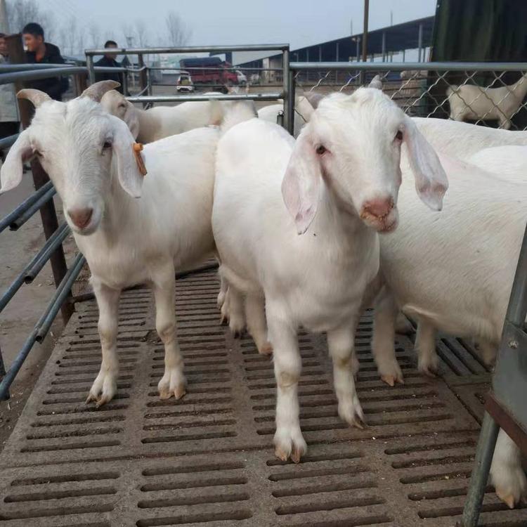 白山羊苗养殖技术 现代 白山羊批发价格 散养白山羊羊羔 适应性广