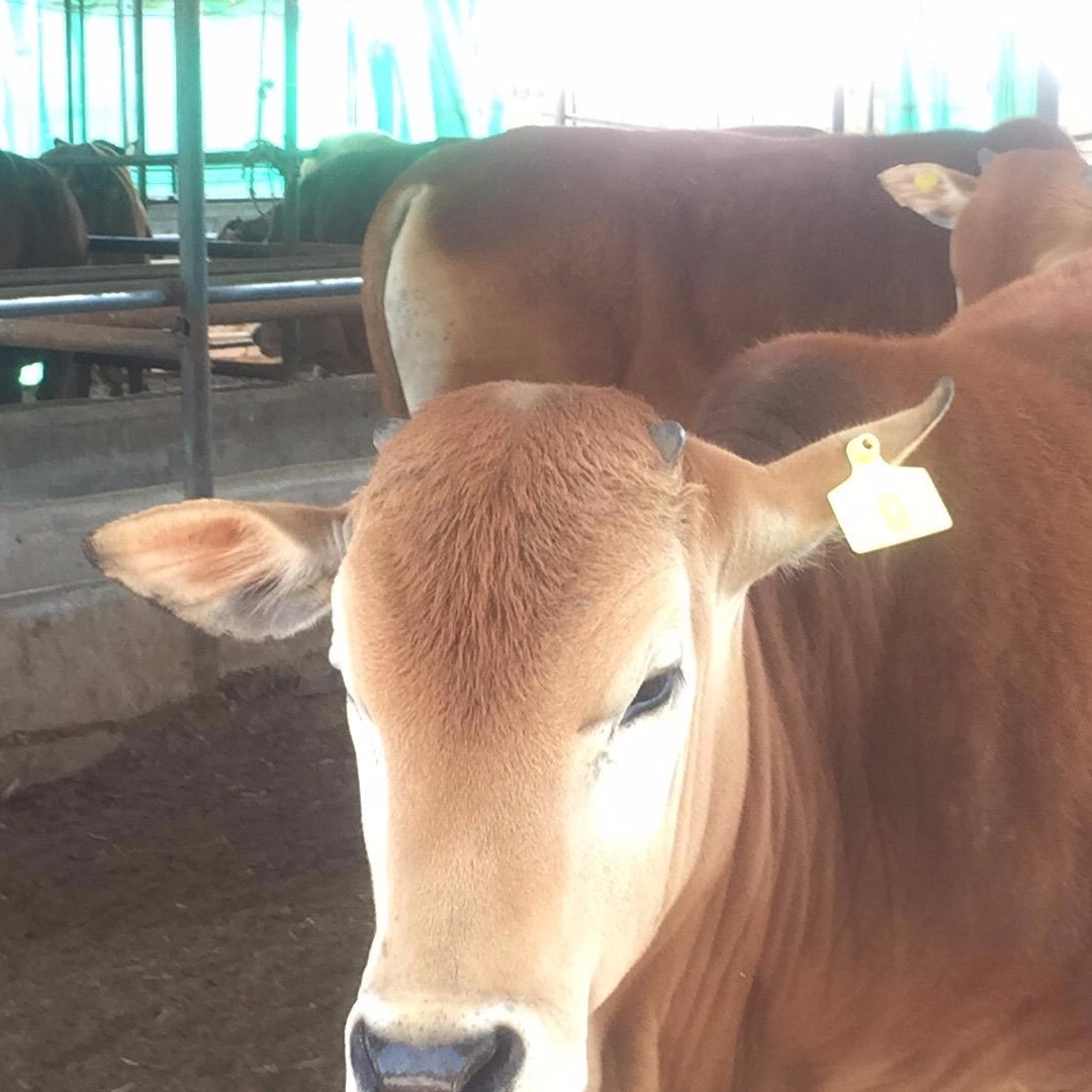 肉牛收购-山东菏泽大型养牛基地-西门塔尔牛养殖基地-300斤长势快
