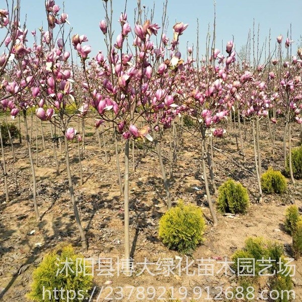 紫玉兰种植基地 紫玉兰小苗价格 树形优美 货源充足 绿化苗木