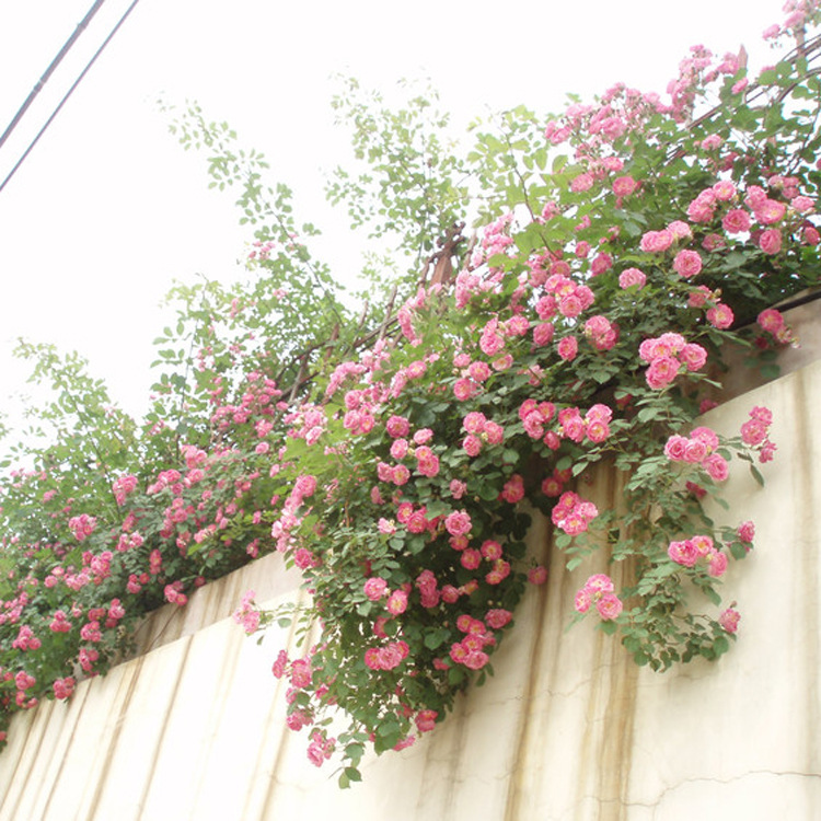 基地直销 各种藤本植物  优质爬墙梅红花蔷薇四季开花 爬墙蔷薇示例图5