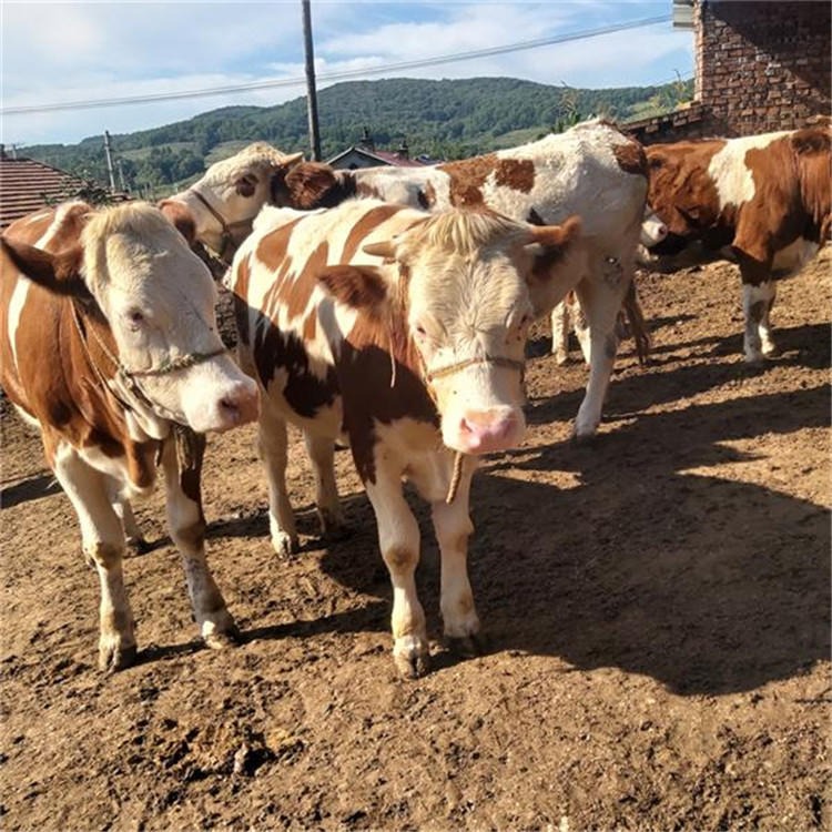利木赞母牛繁殖 夏洛莱牛1到4代 山东利木赞牛养殖场图片