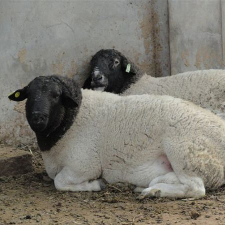 杜泊绵羊养殖场 杜泊绵羊羊羔养殖要点 杜泊羊养殖基地 现代 销售价格