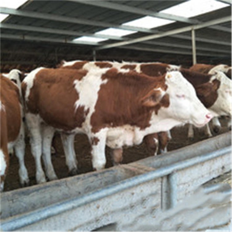 贵州西门塔尔牛小肉牛犊 通凯 西门塔尔小肉牛犊价格2个月图片