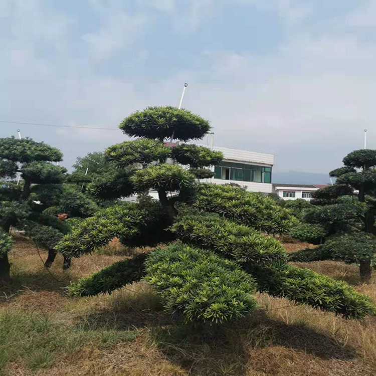 小叶罗汉松原盆 基地直销 精品日本造型 罗汉松盆景乔木 罗汉松销售 树巧缝苗木