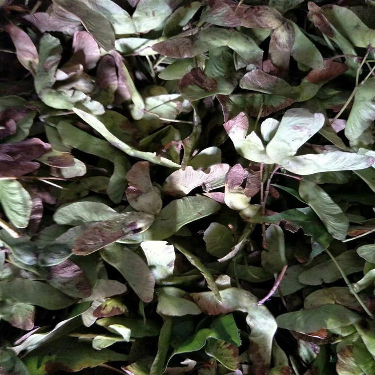 现货供应色木槭种子树籽成熟期采摘园林观赏彩叶乔木