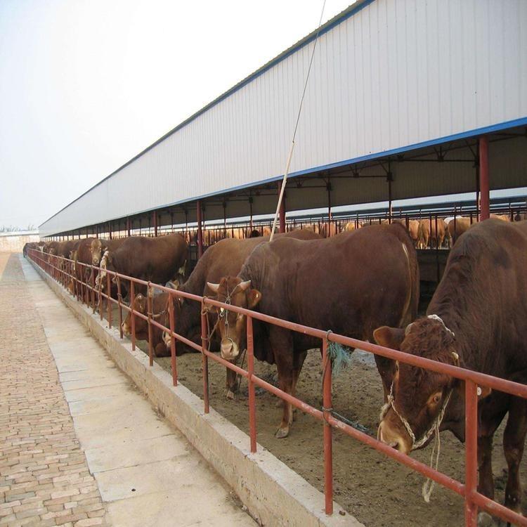 鲁西黄肉牛养殖场 利木赞牛养殖场 批发改良利木赞牛 现代 批发便宜
