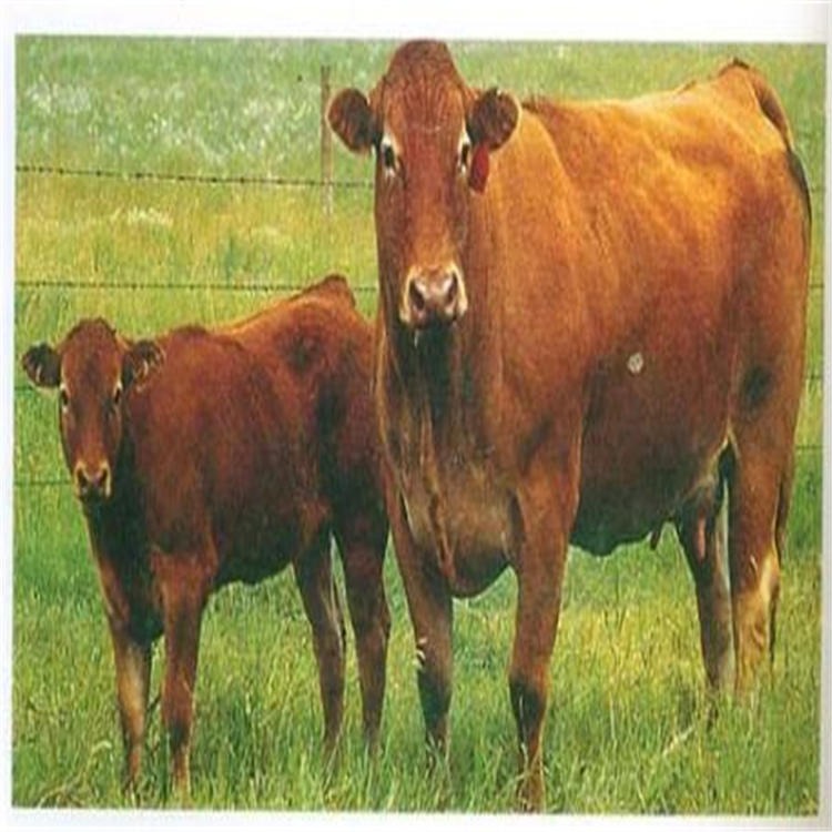 包回收 改良鲁西黄牛 通凯 贵州鲁西黄牛肉牛养殖场