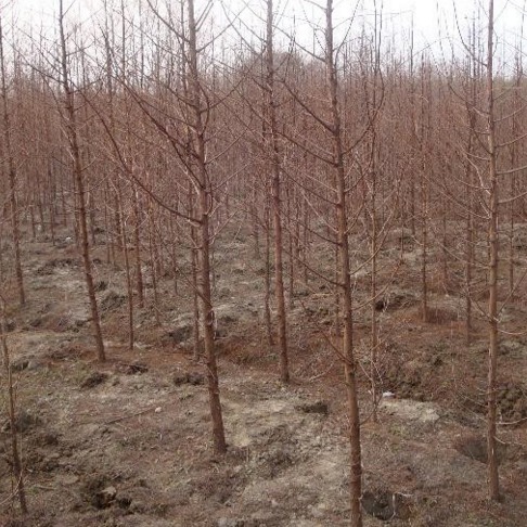 江西长期供应 水杉绿化树 直径1-20cm 金华千喜苗木水杉货源足
