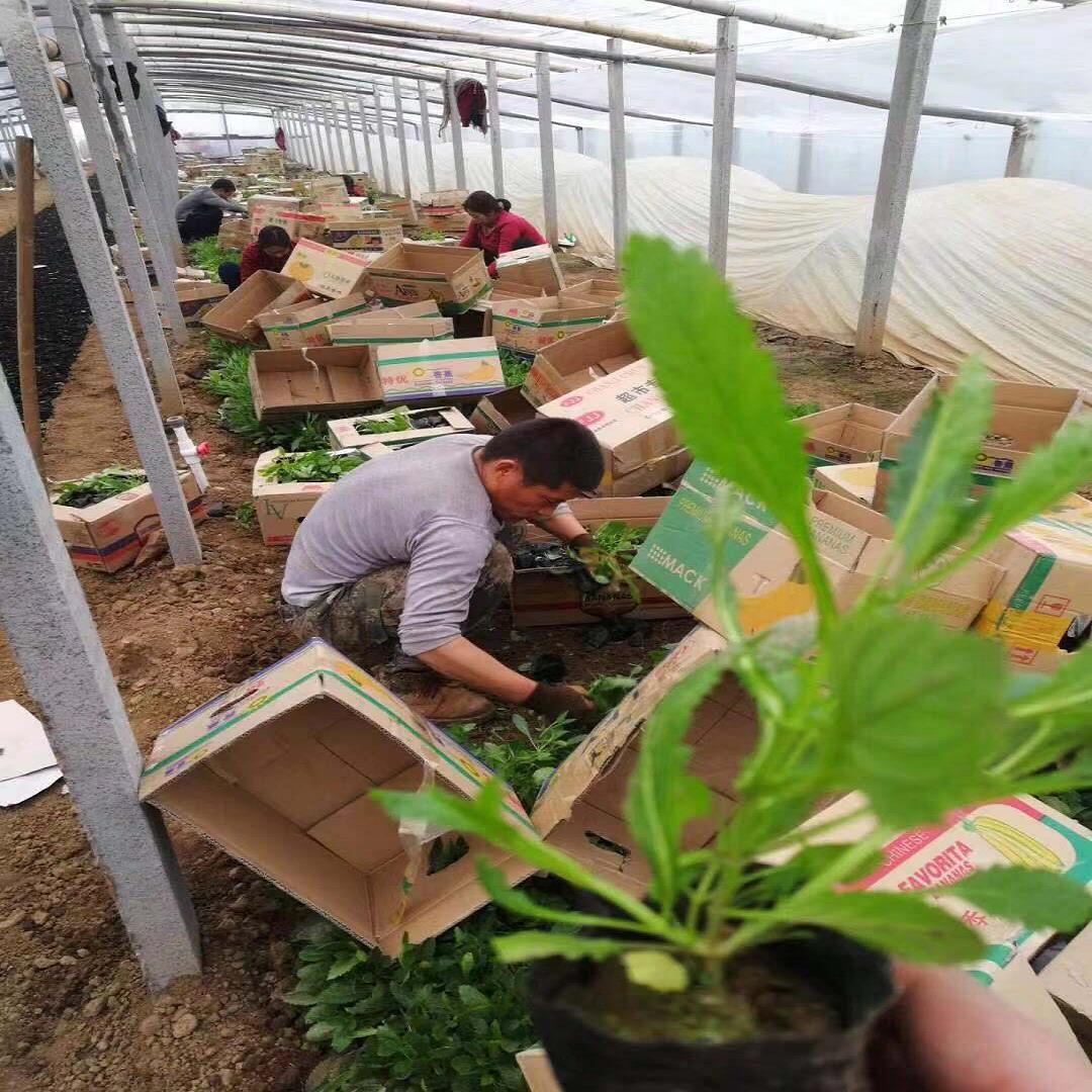 青州马鞭草观光农业种苗马鞭草品种好成活率高批发基地