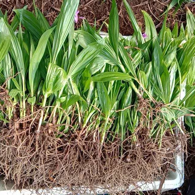 普洱白及苗价格 紫花白芨种苗供应图片