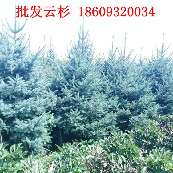 甘肃云杉苗木1米1,5米2米2.5米价格-定西云杉供应