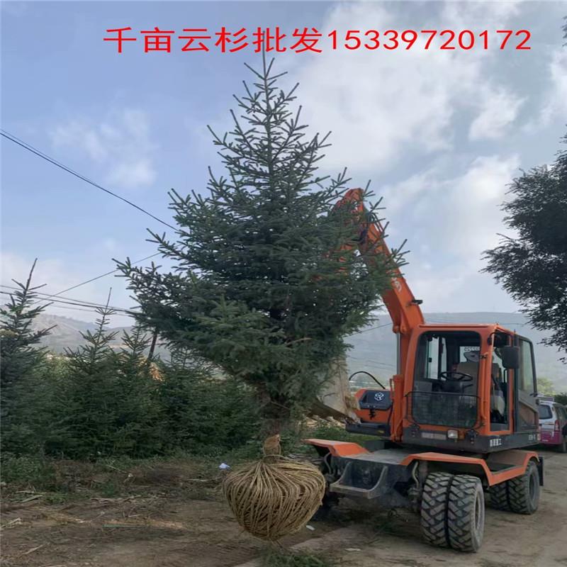 新疆新疆云杉 绿森苗木 品种云杉指导报价 大型苗木公司 
