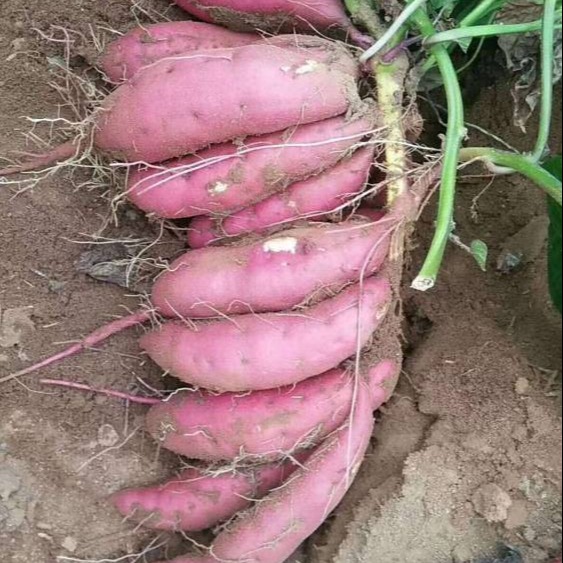红薯苗脱毒红薯苗助力高产欢迎致电