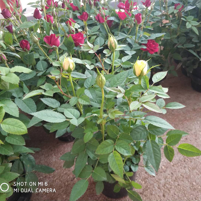 迷你玫瑰盆栽  室内客厅彩色花卉植物带花苞玫瑰  微型月季小盆栽花苗  明胜花卉