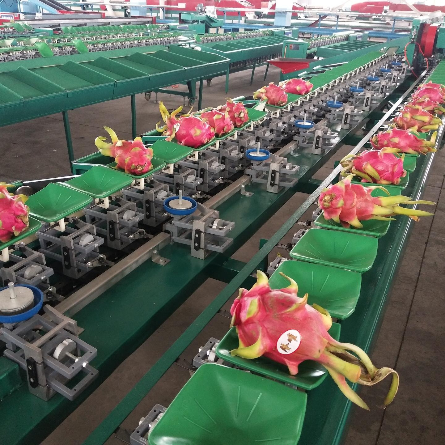 火龙果选果机 自动按重量将水果分选成9个等级 可对接清洗机