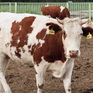 肉牛养殖 大型肉牛养殖场 肉牛养殖技术和利润分析 肉牛价格养殖行情