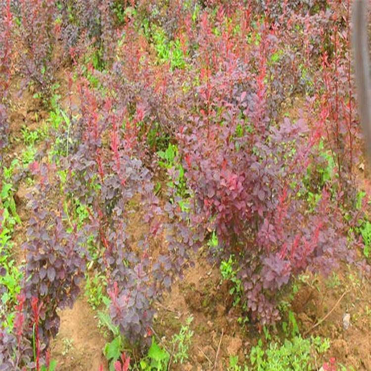 花坛灌木篱笆树苗红叶小檗苗红叶小波小檗苗球状落叶南北方植物耐寒耐旱植物