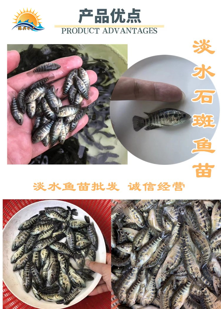 港兴水产出售石斑鱼苗|淡水石斑鱼苗|广东清远鱼苗示例图2