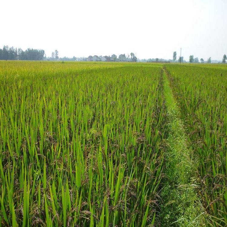 江苏正宗五彩水稻种图片，红米种子价格， 紫米批发 黑米绿米种子