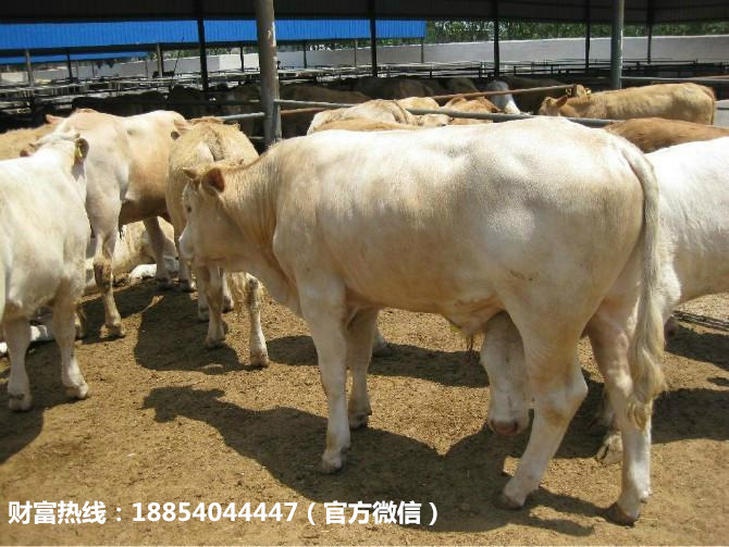 批发出售夏洛莱牛 夏洛莱肉牛的价格 大型肉牛养殖场示例图12