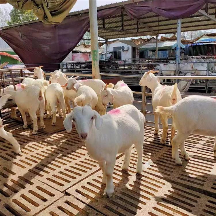 供应改良白山羊 现代 养殖批发美国白山羊 大量出售白山羊 好养活