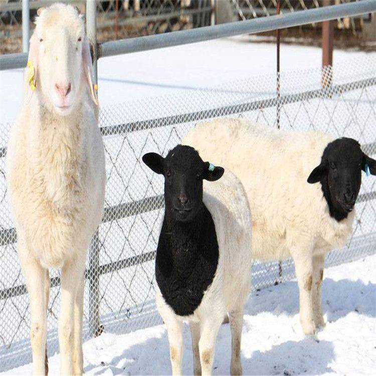 杜泊绵羊活物出售 杜泊绵羊羊羔养殖要点 常年提供杜泊绵羊 现代 运输包活