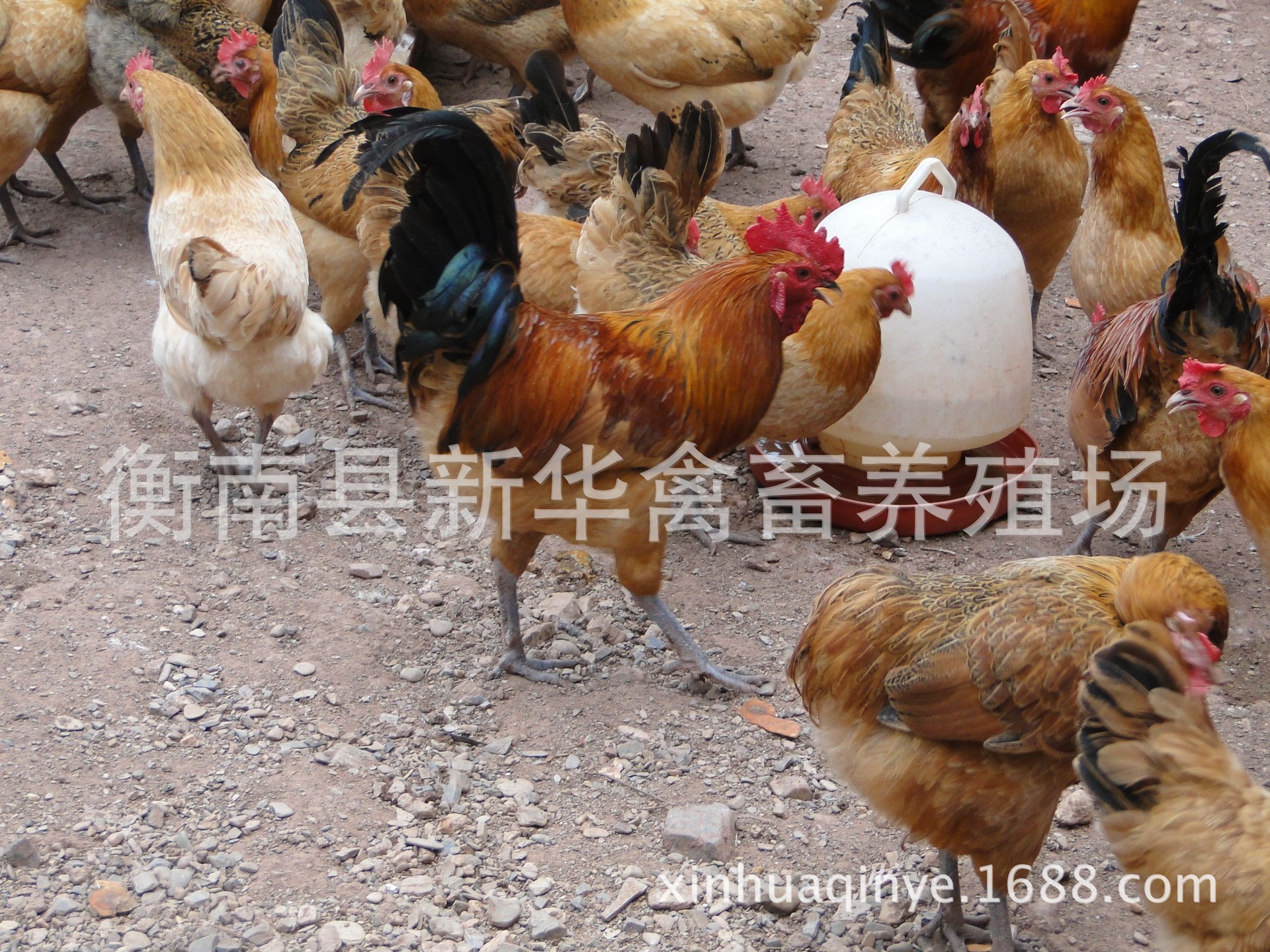 新华禽畜厂家直销正宗农家散养土鸡下单现杀包邮保鲜商品土鸡示例图5