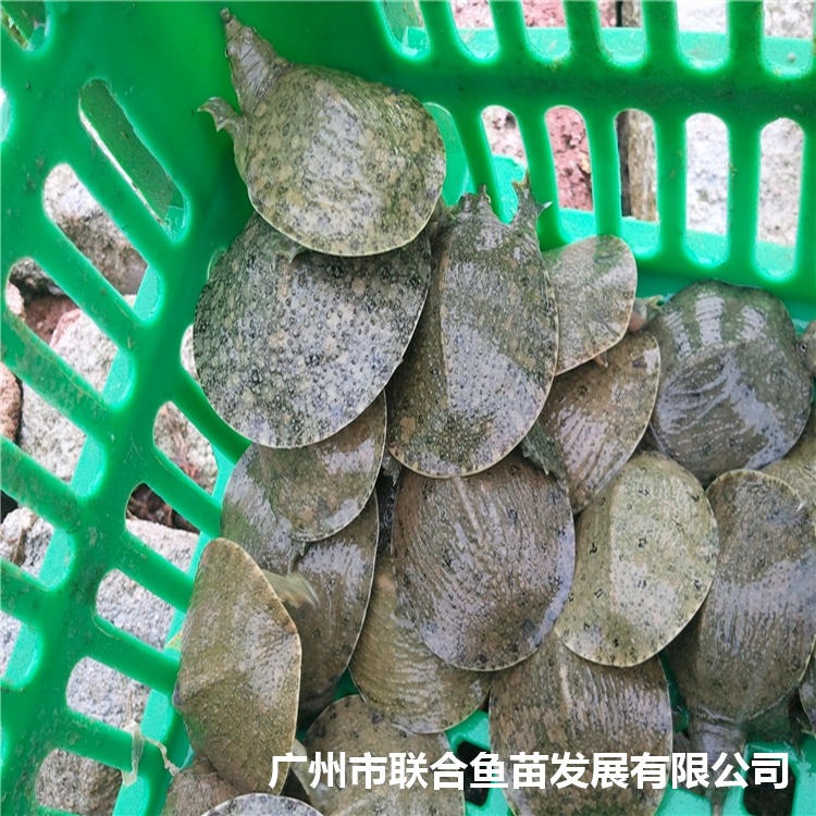 甲鱼苗 中华黄沙鳖鱼苗 日本台湾水鱼苗联合鱼苗厂家批发价格图片