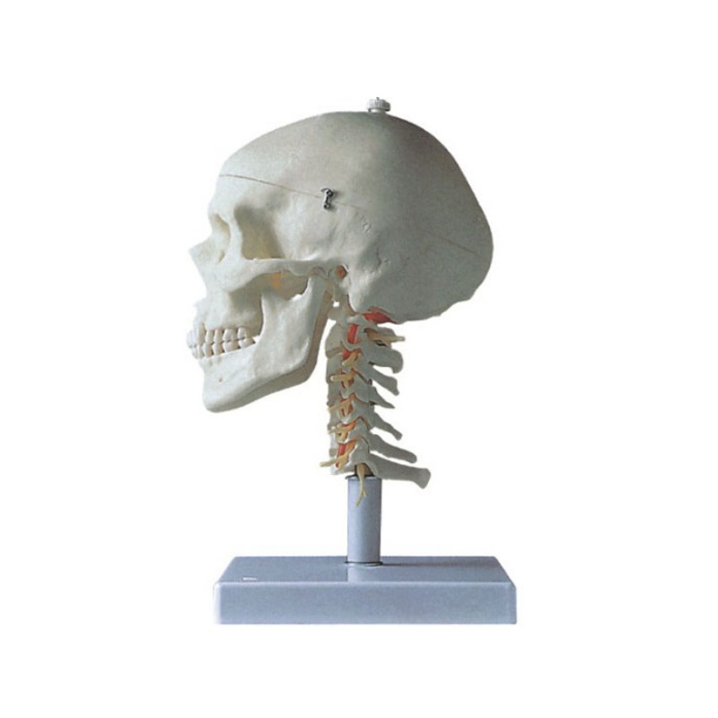 成人头颅骨带颈椎模型实训考核装置  成人头颅骨带颈椎模型实训设备  成人头颅骨带颈椎模型综合实训台图片
