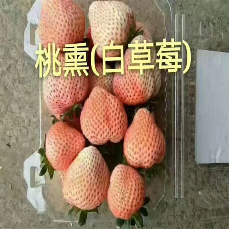 当年结果桃熏草莓苗 草莓苗图片 新品种草莓苗价格