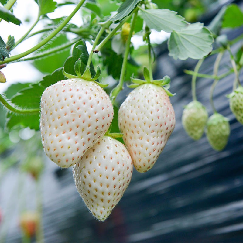 南方入大棚的草莓苗   白草莓带有营养杯发货 价格以批发为主 白草莓苗