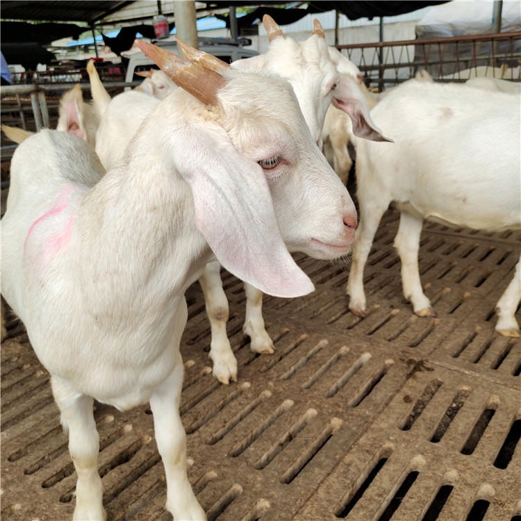 白山羊价格 白山羊养殖技术 供应纯种白山羊 龙翔大量批发