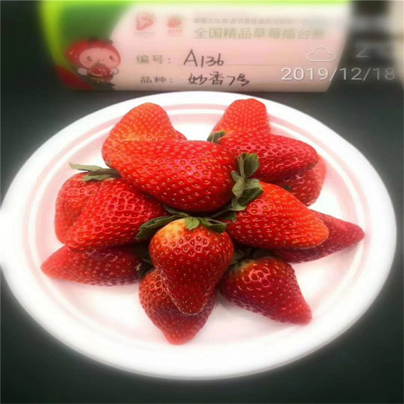 批发隋珠草莓苗基地 妙香草莓苗价格 雪里香草莓苗包邮价格