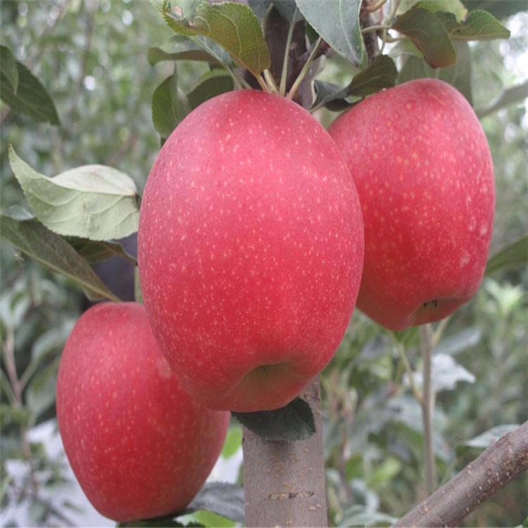 陕西红富士种植基地 供应黄金蜜桃苗 黄金蜜 桃苗 苹果苗价格 苹果苗品种