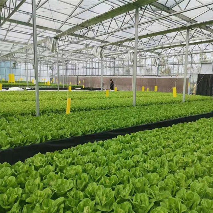 博伟 玻璃房温室 农业温室大棚 新型玻璃大棚 四季蔬菜大棚 玻璃温室 质量保障