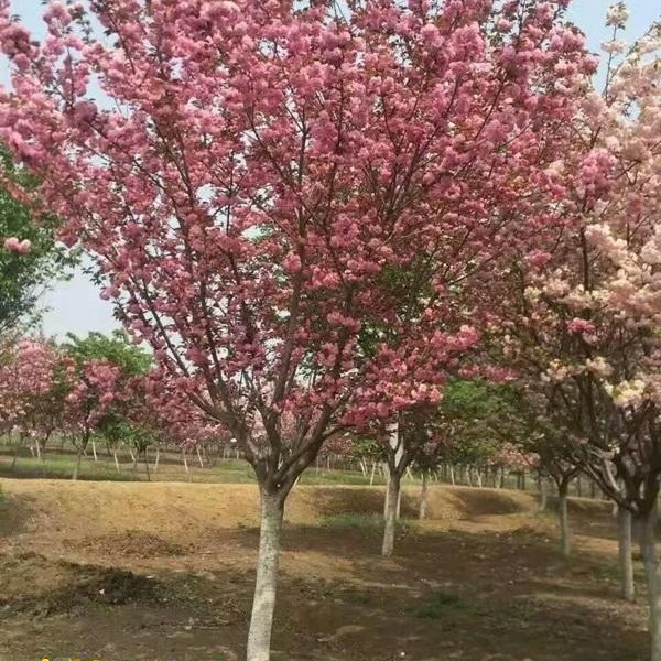 樱花树产地 直径8-10公分 樱花色鲜艳亮丽 枝叶繁茂旺盛 常用于园林观赏行道树