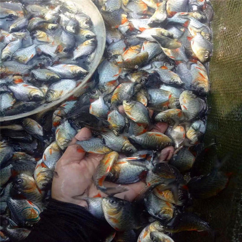 热带白鲳鱼苗 贵州红鲳鱼苗 短盖巨脂鲤鱼苗池塘养殖图片