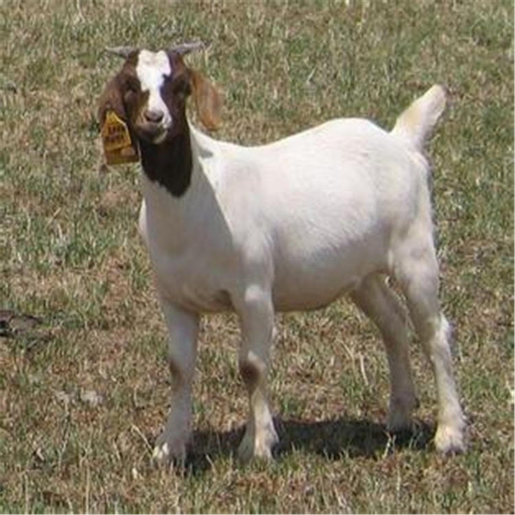 4个月波尔山羊羊苗批发 通凯 放养波尔山羊 养殖场供应