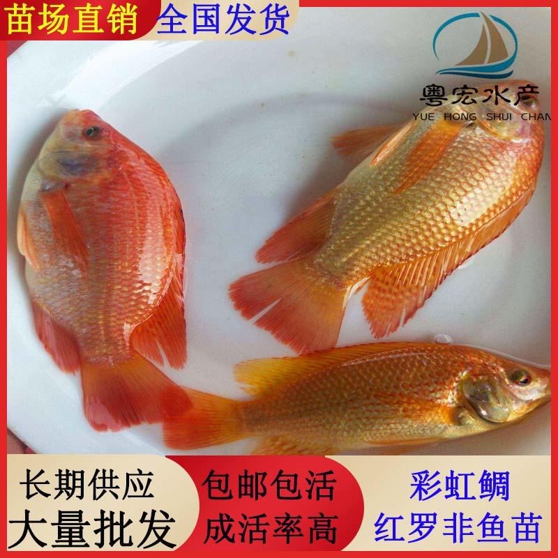 人工养殖红罗非鱼苗 单性红珍珠罗非鱼苗养殖技术要求低图片