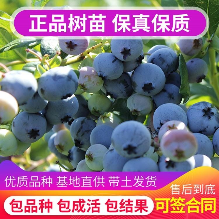 盆栽蓝莓树专卖的基地直销兔眼蓝莓苗 带营养发货