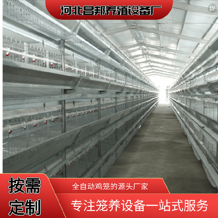 白鸡笼 自动化肉鸡笼 昌邦 肉鸡笼价格 常年出售