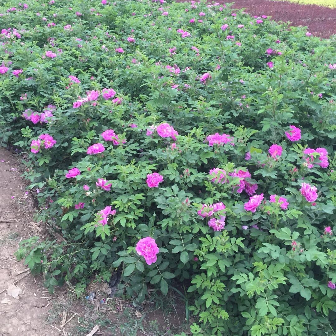 四季玫瑰30-60厘米 大量供应优质四季玫瑰苗 打造花海 绿篱工程苗木