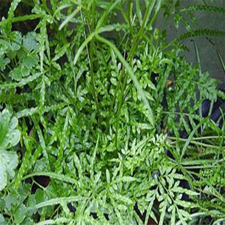 园艺供应绿植鸭茅种子植株再生力强抗修剪草籽出苗迅速整齐