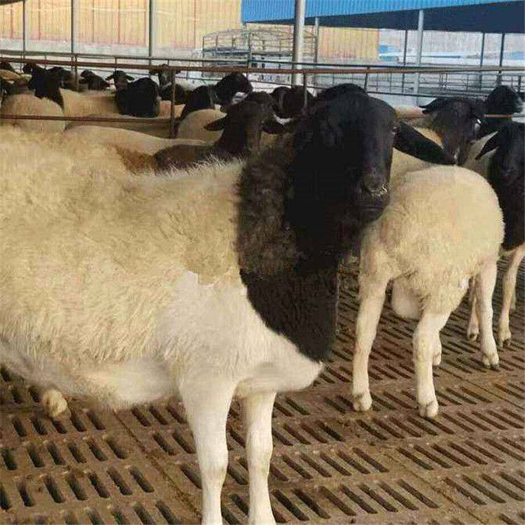 杜泊绵羊 出售杜泊绵羊 山东杜泊绵羊繁殖基地 现代 价格实惠