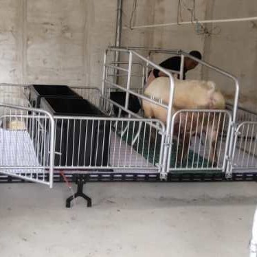 亚冠yg-1，双体母猪产床，自动化料线母猪产床配件批发欢迎咨询