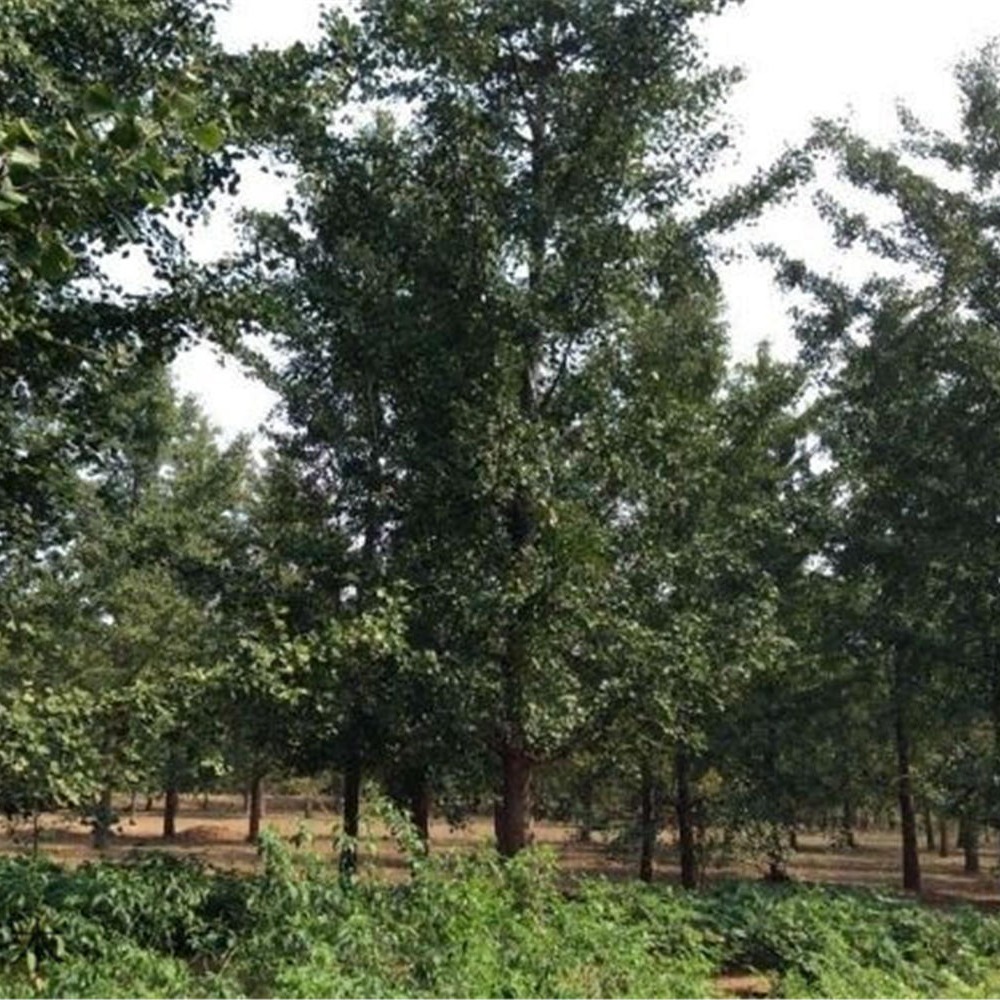 露地种植银杏苗木 行道树系列12公分 18公分银杏 本地供应商图片