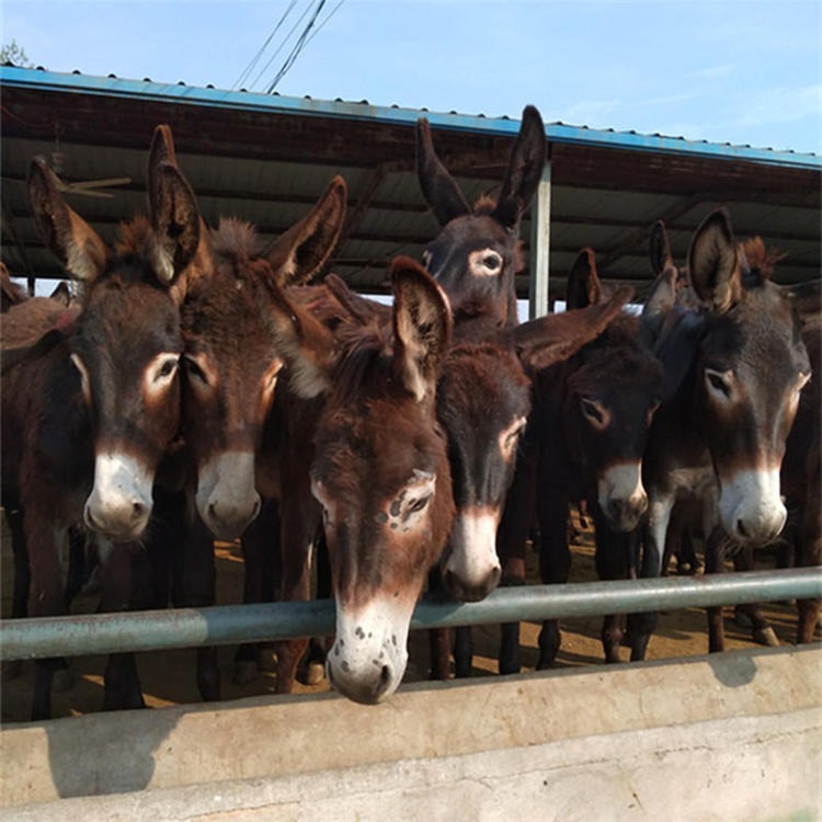 德州驴苗养殖场 通凯 现在驴驹价格 买驴享受全程提供驴的养殖技术