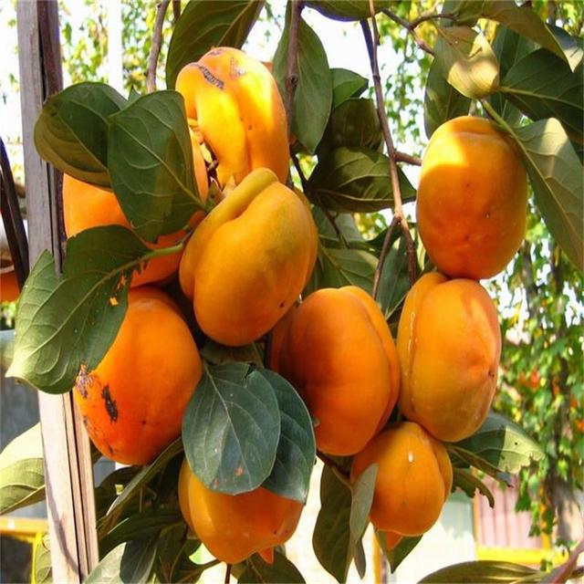 基地出售柿子嫁接日本甜柿子苗  一亩地种植柿子苗棵树 软枣苗