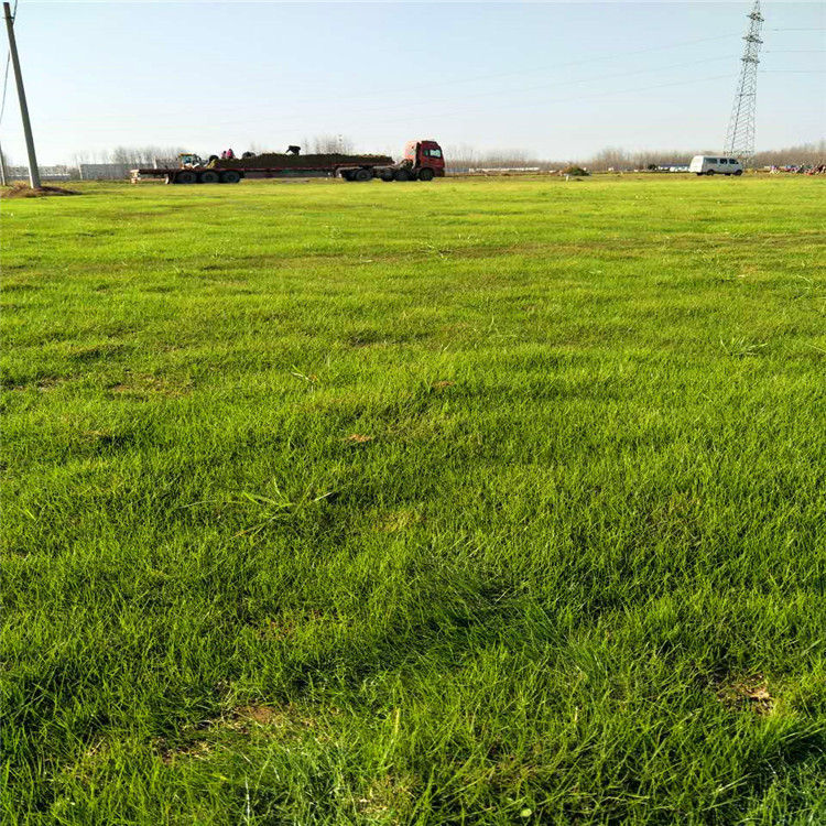 草坪果岭草草坪草皮四季青草坪 基地直销 耐寒耐踏 价格实惠图片