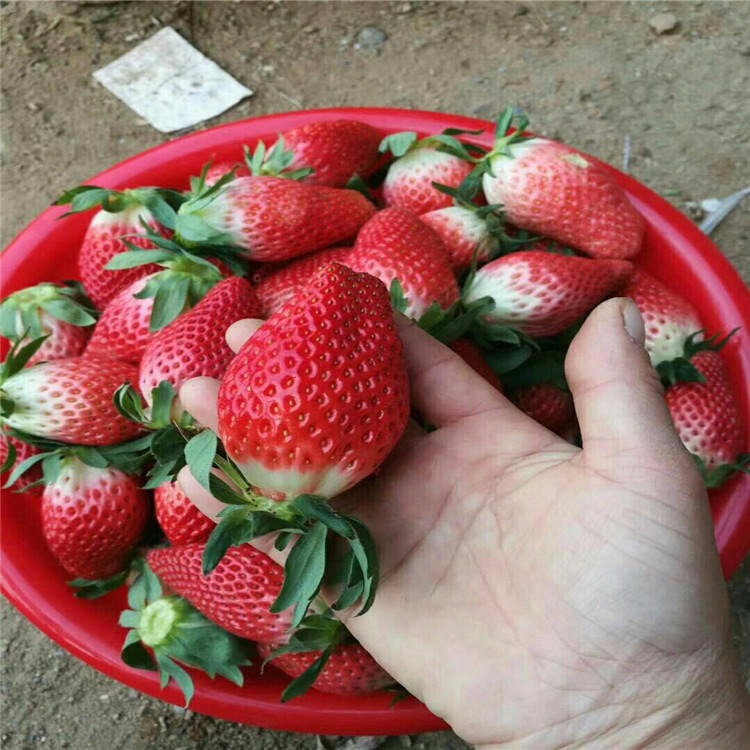 草莓苗价格 脱毒草莓苗 苗圃出售丰香草莓苗货源充足